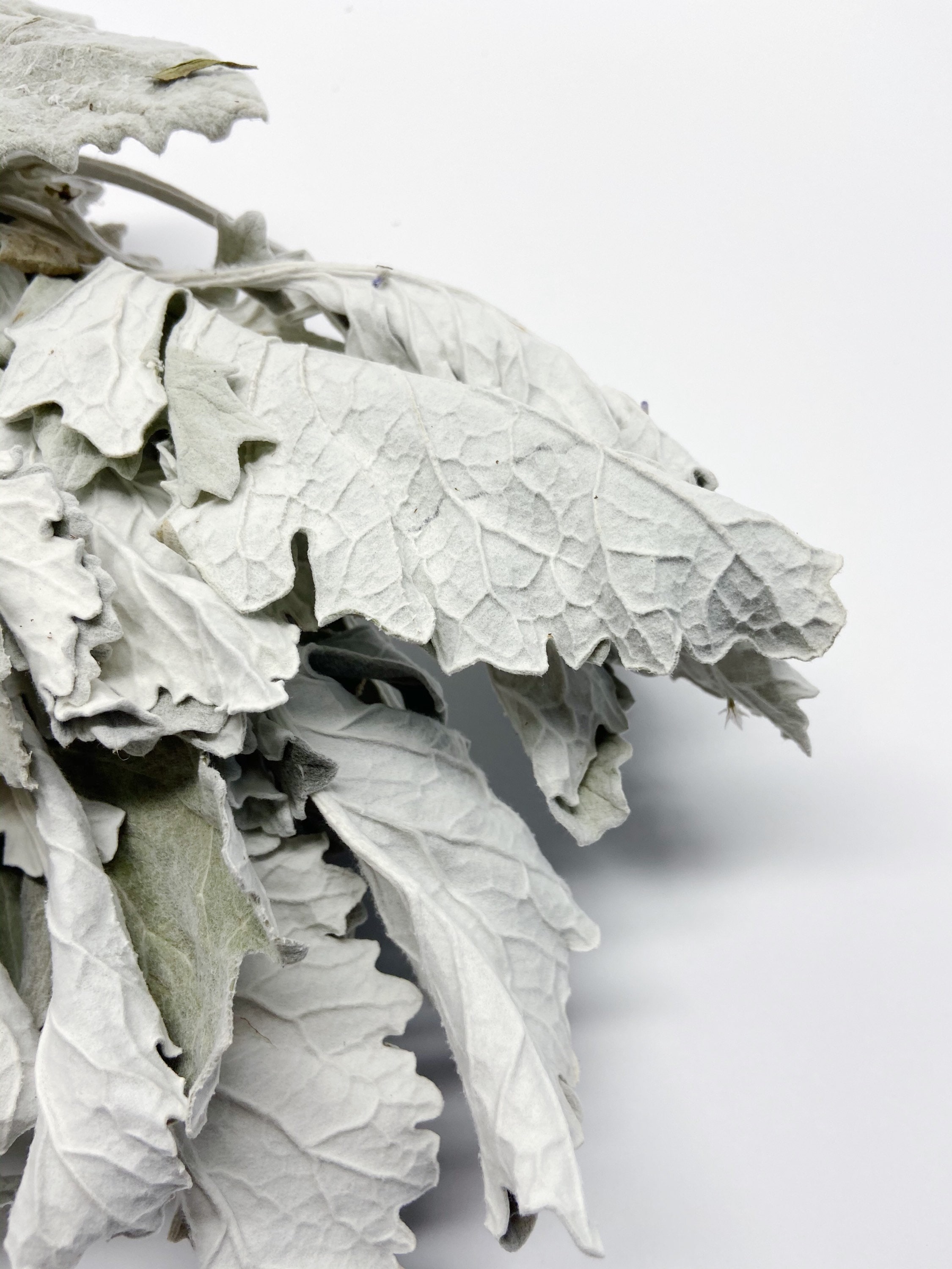 Dusty Miller Dried Flowers Lambs Ear Grey Soft Preserved Etsy