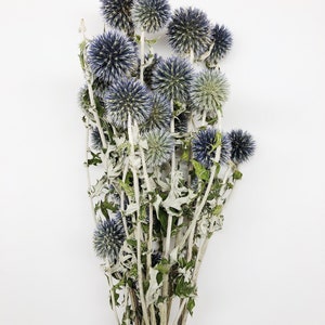 Dried Blue Globe Thistle, Long Stem, Echinops, Green, Purple, Boutonniere Flower, Flowers, Bouquets, Wedding, Floral, DIY, Ball Decor image 8