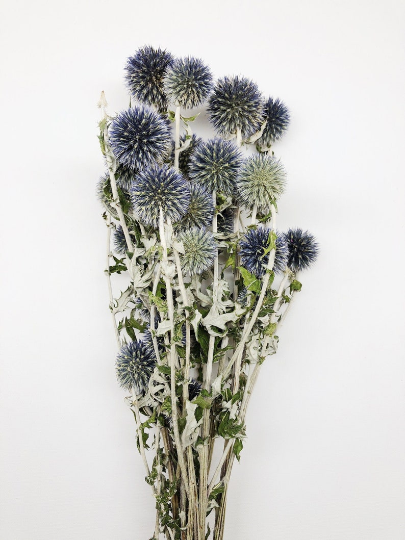 Dried Blue Globe Thistle, Long Stem, Echinops, Green, Purple, Boutonniere Flower, Flowers, Bouquets, Wedding, Floral, DIY, Ball Decor image 8