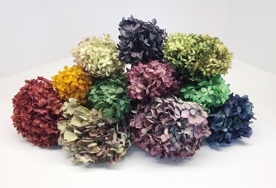 Hydrangea Préservé Hydrangea Séché Bleu Vert Rouge Pourpre Jaune Naturel Coloré Bundle Mariage Bouquet Fleurs De Mariée Fleurs
