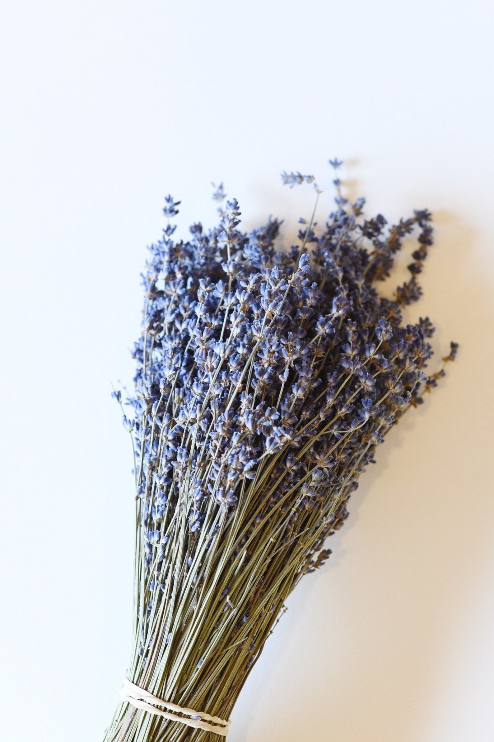 250 Stems Lavender One Bunch Preserved Dry English Dry Etsy