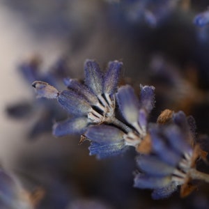 Dried English Lavender Bunch, 200-250 Stems, 3 oz Preserved for Longevity, Blue Purple Color, Fragrant and Beautiful for Weddings Home Decor image 6