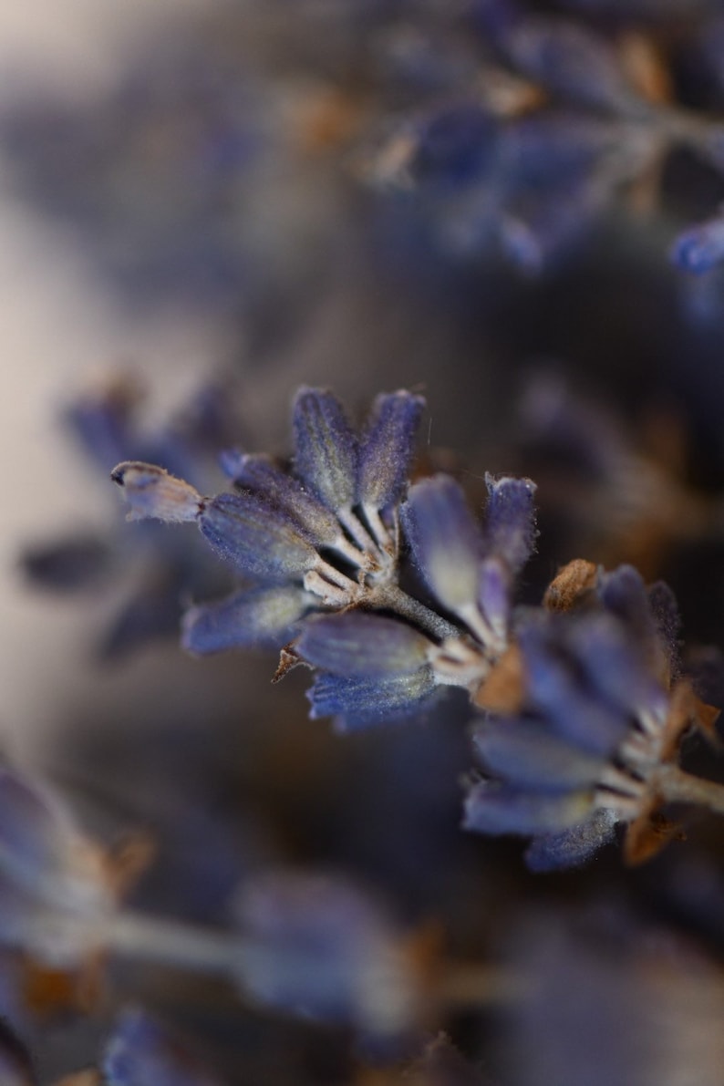 Dried English Lavender Bunch, 200-250 Stems, 3 oz Preserved for Longevity, Blue Purple Color, Fragrant and Beautiful for Weddings Home Decor image 6