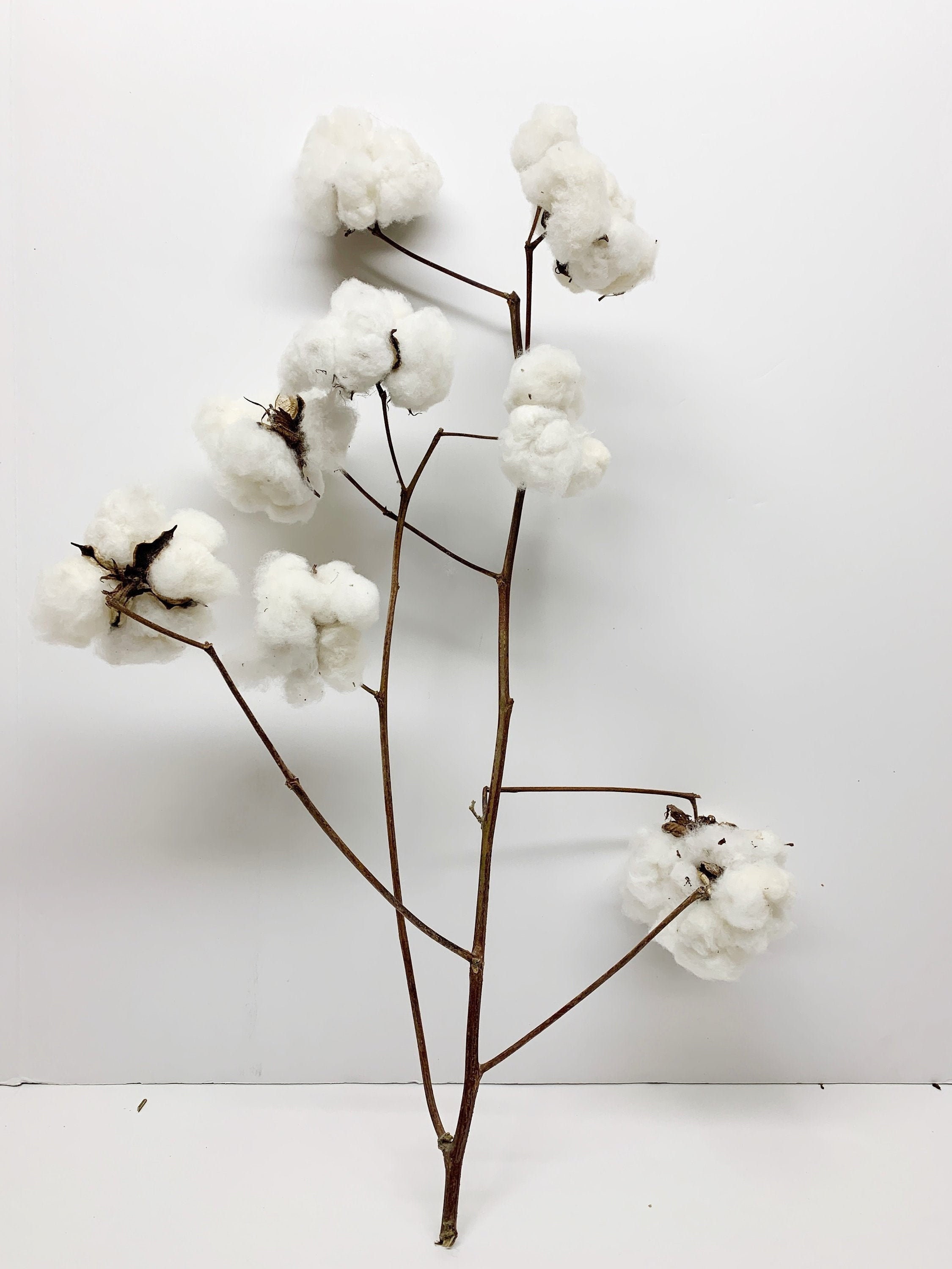 Cotton Stems Real Cotton Flowers Dried Cotton Picks Stalks - Temu
