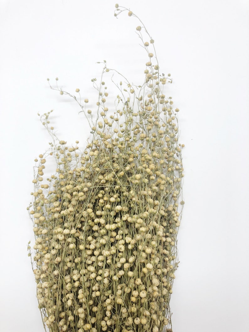 Flax Preserved Wheat Dried Wheat Filler Flowers Wedding Etsy