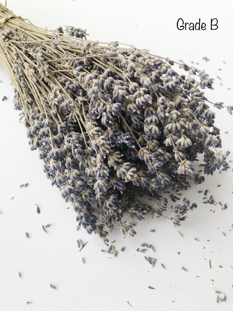 Dried English Lavender Bunch, 200-250 Stems, 3 oz Preserved for Longevity, Blue Purple Color, Fragrant and Beautiful for Weddings Home Decor image 8