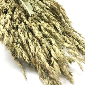 Sudan Grass, Preserved Grass, Preserved Flowers, Wedding Flowers, Filler, Floral Arrangement, Dried Wheat, Green, Country, Wheats and Grass