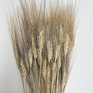 Black Bearded Wheat, Cereal Grains, Green, Tan, Dried Flowers, Wedding Floral, Bouquets, Fall, Filler Flowers, Home Decor, Dry Flowers