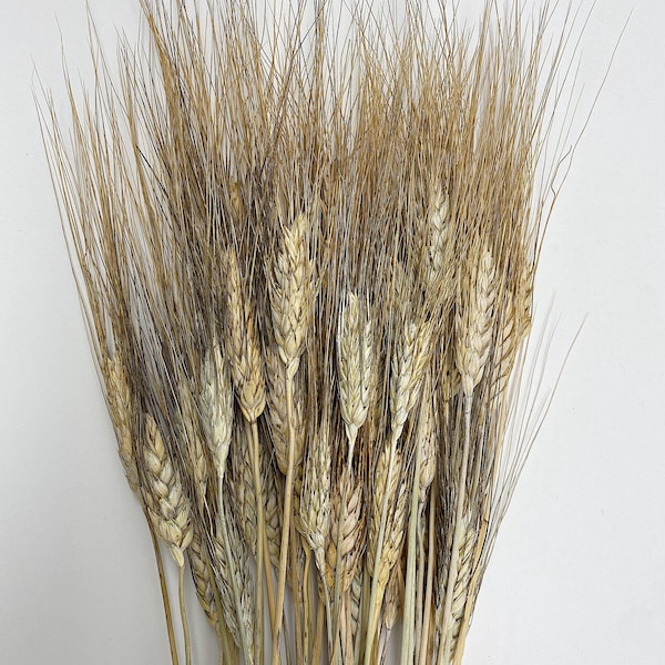 Dried Black Bearded Wheat Bunch, Fall Floral Arrangement