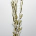 see more listings in the Dried/Preserved Flowers section