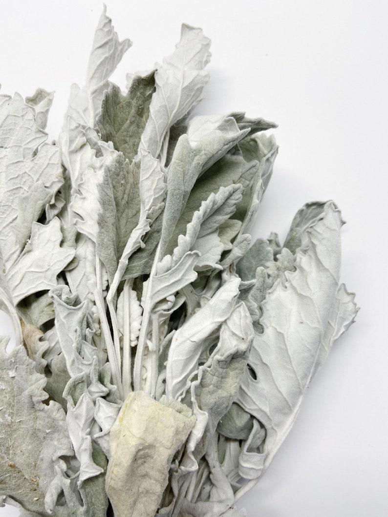 Dusty Miller Dried Flowers Lambs Ear Grey Soft Preserved Etsy