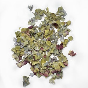 Op de afbeelding: Een verzameling gedroogde hortensia bloemblaadjes in tinten groen, blauw en paars. De bloemblaadjes zijn verspreid over een witte achtergrond.