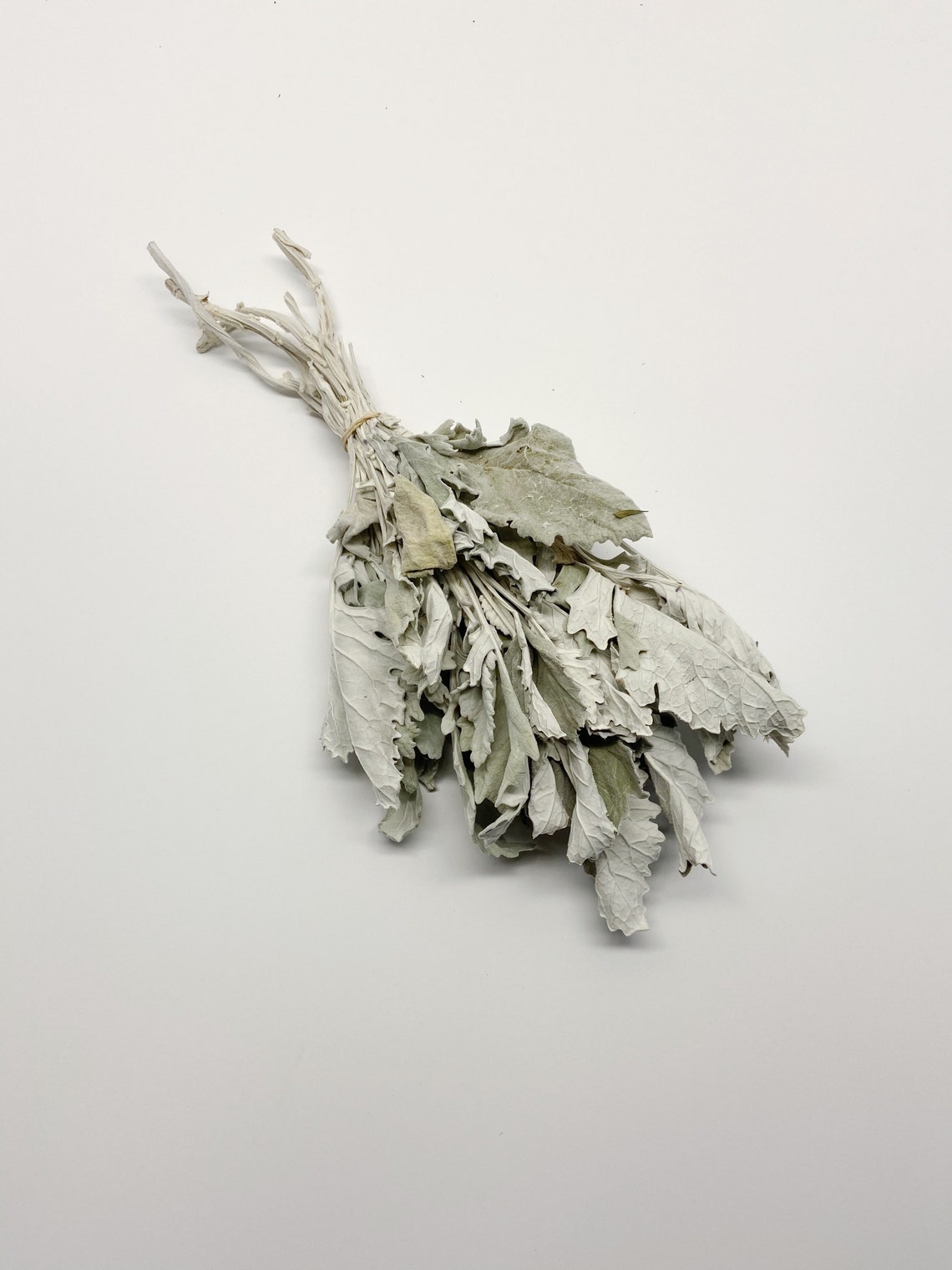 Dusty Miller Dried Flowers Lambs Ear Grey Soft Preserved Etsy