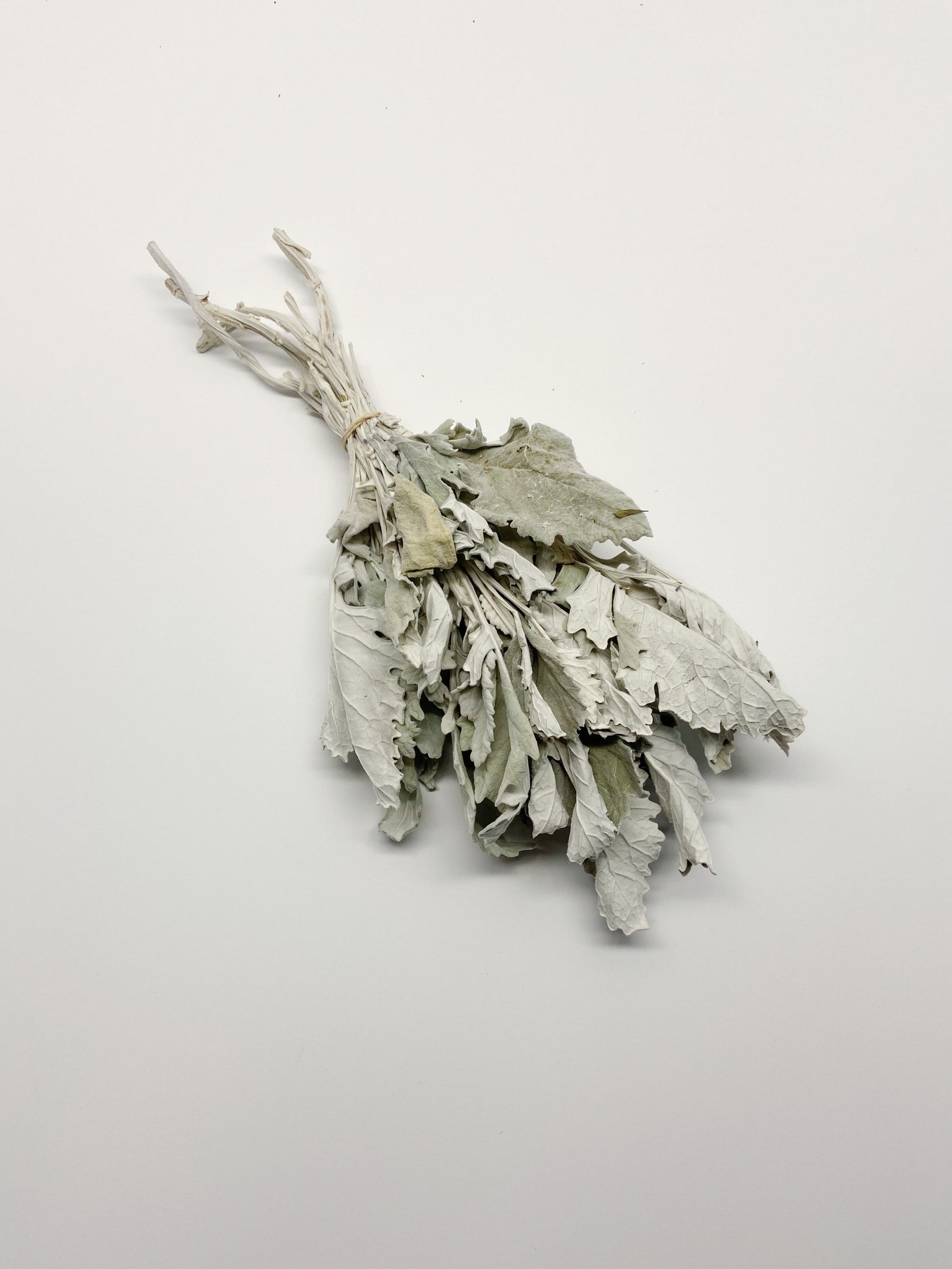 Dusty Miller Dried Flowers Lambs Ear Grey Soft Preserved Etsy