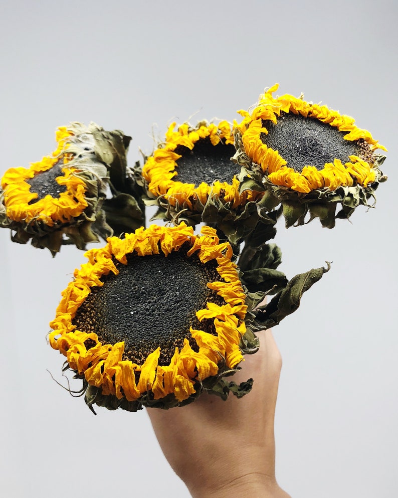 Dried Sunflowers Sunflowers Yellow Orange Summer Flowers | Etsy