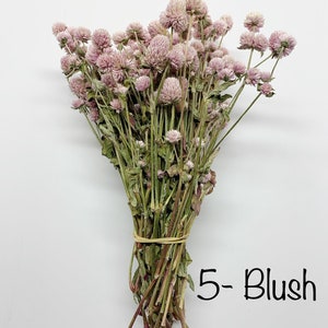 Globe Amaranth, Gomphrena, Dry Flowers, Dried, Red, Fuchsia Pink, Rose Pink, Dry Flowers, Floral, Wedding, Wildflowers Floral Arrangements image 6