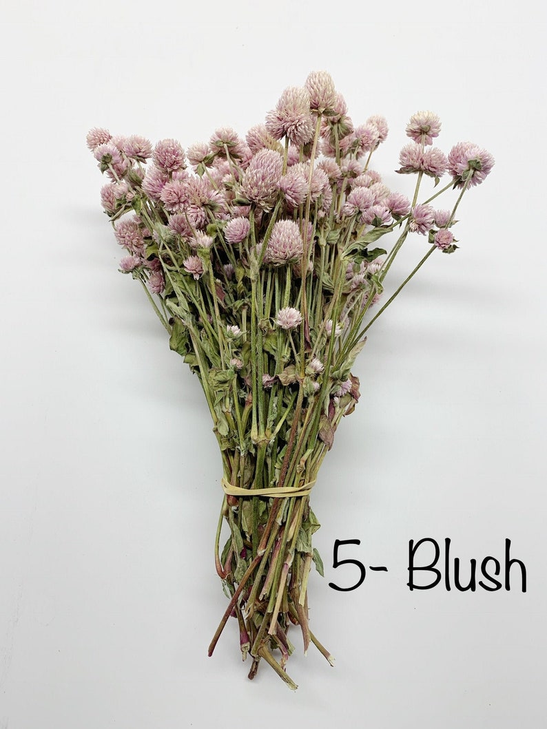 Globe Amaranth, Gomphrena, Dry Flowers, Dried, Red, Fuchsia Pink, Rose Pink, Dry Flowers, Floral, Wedding, Wildflowers Floral Arrangements image 6