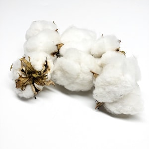 6 Cotton Heads, Natural, Dried, Wreath DIY, White Flower, Photography Props, Balls, Cotton Branch, Fall, Favors, image 1