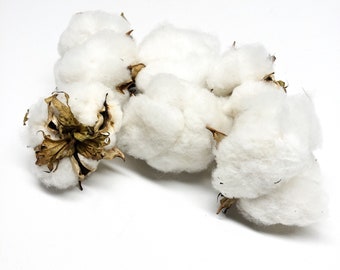 6 Cotton Heads, Natural, Dried, Wreath DIY, White Flower, Photography Props, Balls, Cotton Branch, Fall, Favors,