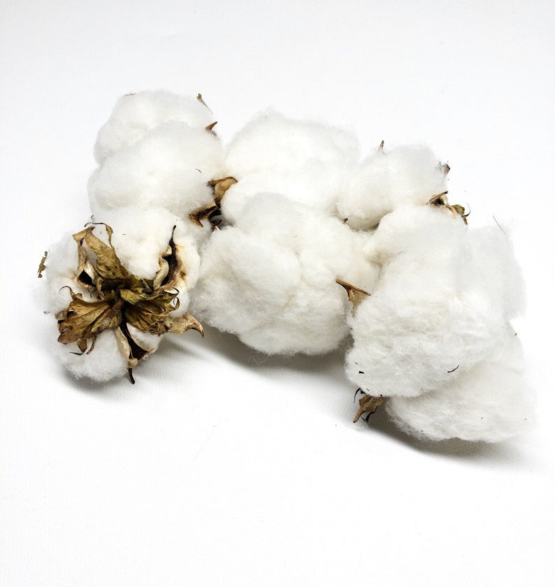 6 Cotton Heads, Natural, Dried, Wreath DIY, White Flower, Photography Props, Balls, Cotton Branch, Fall, Favors, image 1