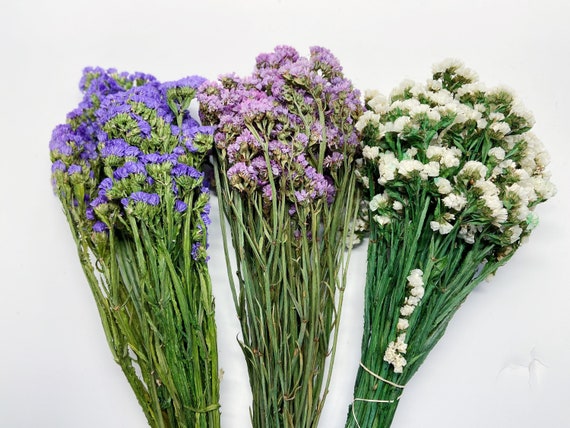 Sinuata Statice Limonium Sinuatum Pink 