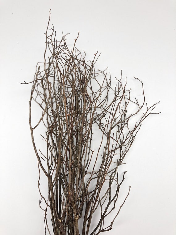Sweet Huck Thin Branches Dried Preserved Flowers Wedding Etsy