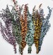 Preserved Eucalyptus, Frosted Green, Orange, Tan, Frosted Olive, Blue, Floral Bunch, Flowers, Wedding, Crafts Dried Bouquet 