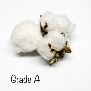 6 Cotton Heads, Natural, Dried, Wreath DIY, White Flower, Photography Props, Balls, Cotton Branch, Fall, Favors, image 7