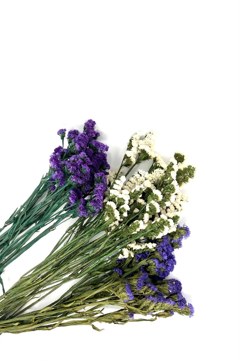 Sinuata Statice, Limonium Sinuatum, Pink, Rose, Blue Statice, Blue, White, Dried, Preserved Flowers Real Flowers Wedding Flowers Bouquet image 1