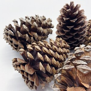 Natural Pinecones, Christmas Winter Home Decor, Set of 5 image 3