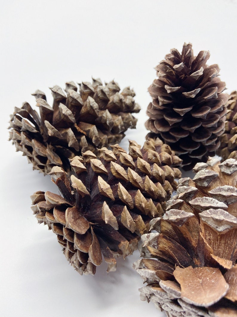 Natural Pinecones, Christmas Winter Home Decor, Set of 5 image 3