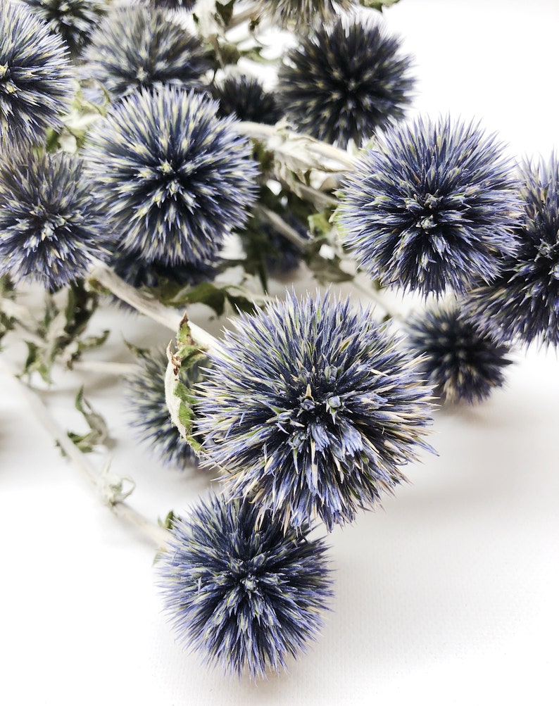 Dried Blue Globe Thistle Long Stem Echinops Green Purple Etsy