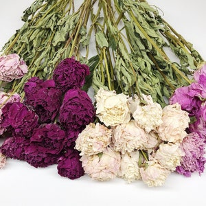 May include: A collection of dried peony flowers with long green stems and withered leaves. The bouquet features clusters of blossoms in various shades of light pink, deep magenta, cream, and vibrant purple, all arranged in a fan-like display.