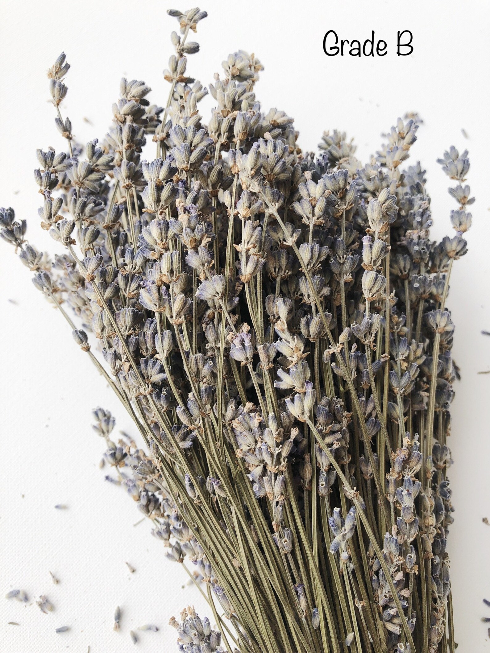 Dried Lavender 5 Bunches Stems Preserved Dried English Etsy