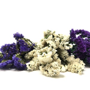 Sinuata Statice, Limonium Sinuatum, Pink, Rose, Blue Statice, Blue, White, Dried, Preserved Flowers Real Flowers Wedding Flowers Bouquet image 9