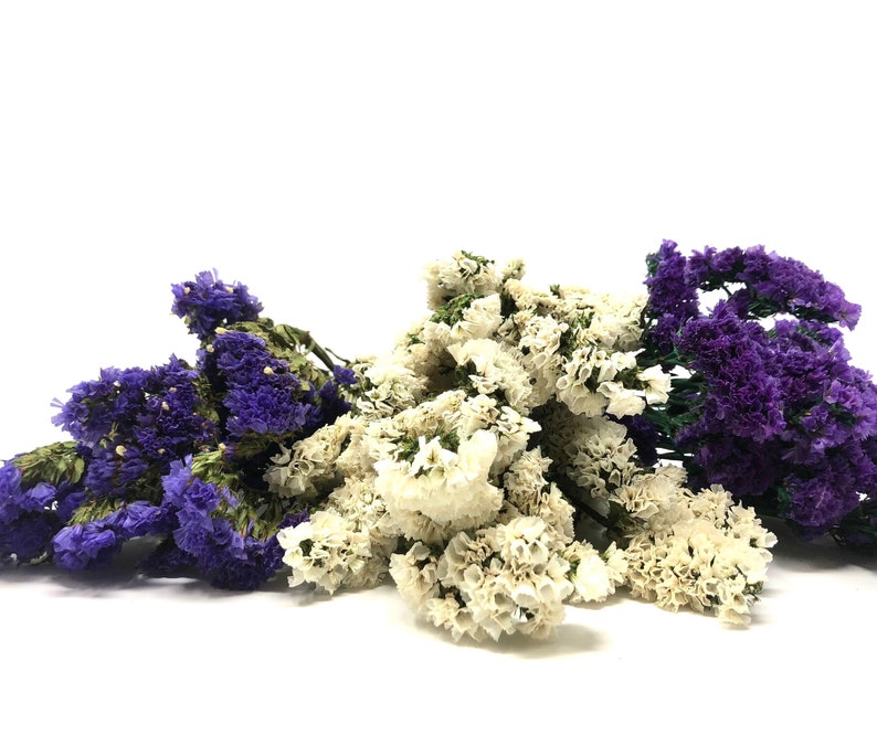 Sinuata Statice, Limonium Sinuatum, Pink, Rose, Blue Statice, Blue, White, Dried, Preserved Flowers Real Flowers Wedding Flowers Bouquet image 9