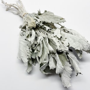 Gedroogde stoffige molenaar (lamsoor) – zachte grijze gedroogde bloemen voor bruidsboeketten, woondecoratie, rustiek en boerderijdecor, bloemstukken