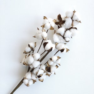 13 18 31 Cotton Stem, Cotton Balls, Branches, Bunch, Wedding, Rustic, Country, DIY, Flowers, Floral, Anniversary, Farmhouse, stems, white image 5