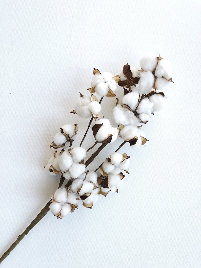 13 18 31 Cotton Stem, Cotton Balls, Branches, Bunch, Wedding, Rustic, Country, DIY, Flowers, Floral, Anniversary, Farmhouse, stems, white image 5