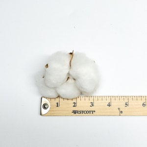 6 Cotton Heads, Natural, Dried, Wreath DIY, White Flower, Photography Props, Balls, Cotton Branch, Fall, Favors, image 8