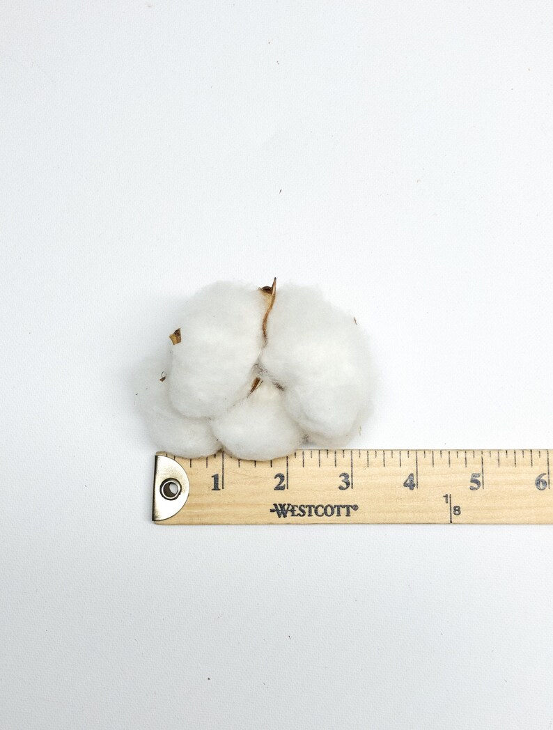 6 Cotton Heads, Natural, Dried, Wreath DIY, White Flower, Photography Props, Balls, Cotton Branch, Fall, Favors, image 8