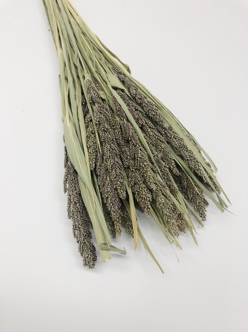 Tapestry Millet Preserved Wheat Dried Flowers Tan Wedding Etsy