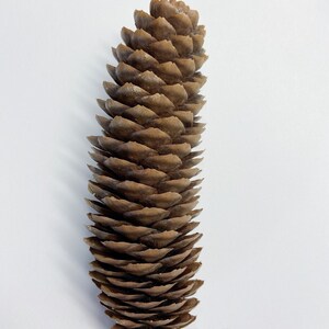 Natural Pinecones, Christmas Winter Home Decor, Set of 5 image 9