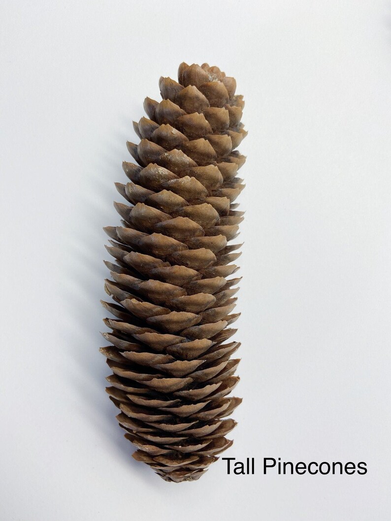 Natural Pinecones, Christmas Winter Home Decor, Set of 5 image 9