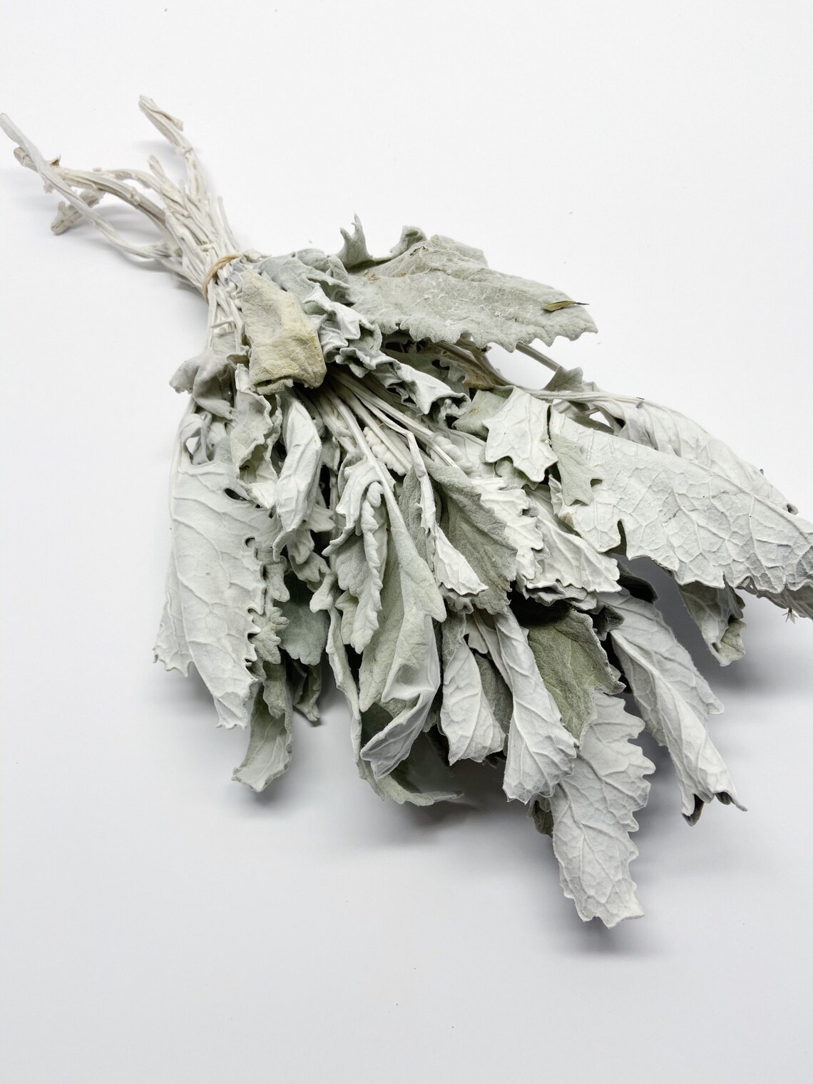 Dusty Miller Dried Flowers Lambs Ear Grey Soft Preserved Etsy