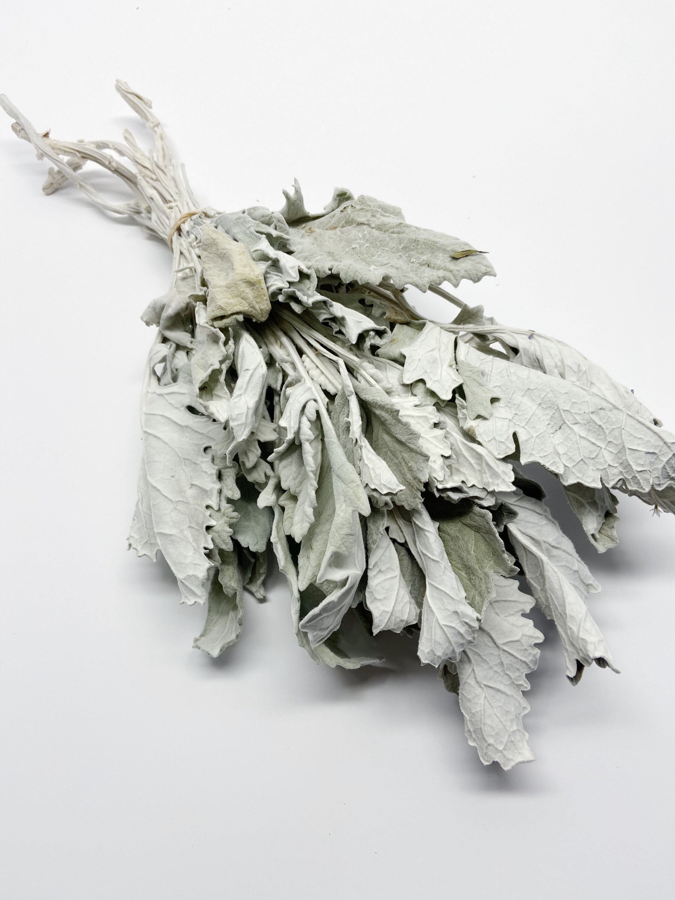 Dusty Miller Dried Flowers Lambs Ear Grey Soft Preserved Etsy