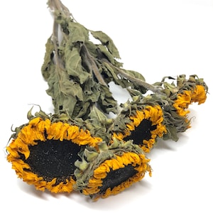 Dried 6 Sunflowers – Rustic Yellow & Orange Preserved Flowers for Country Weddings and Home Decor