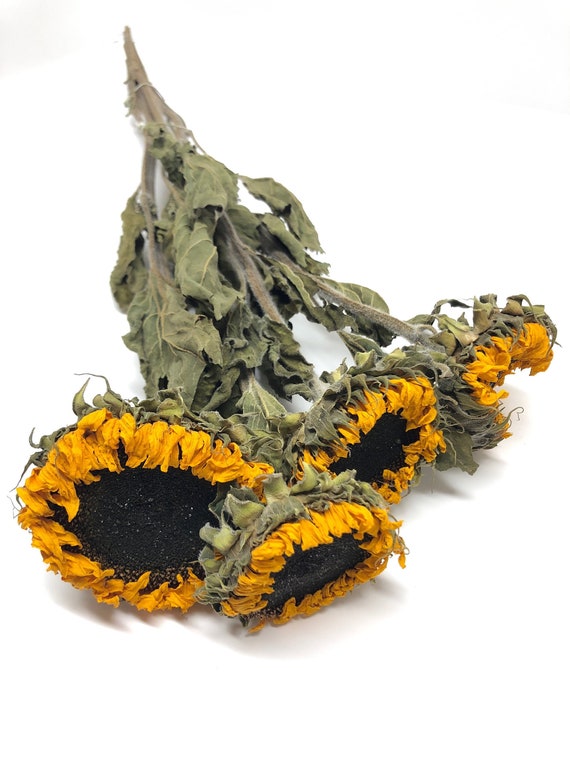 Preserved sunflower deals