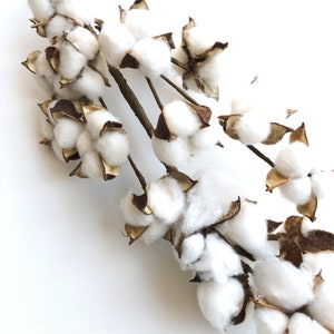 13 18 31 Cotton Stem, Cotton Balls, Branches, Bunch, Wedding, Rustic, Country, DIY, Flowers, Floral, Anniversary, Farmhouse, stems, white image 3