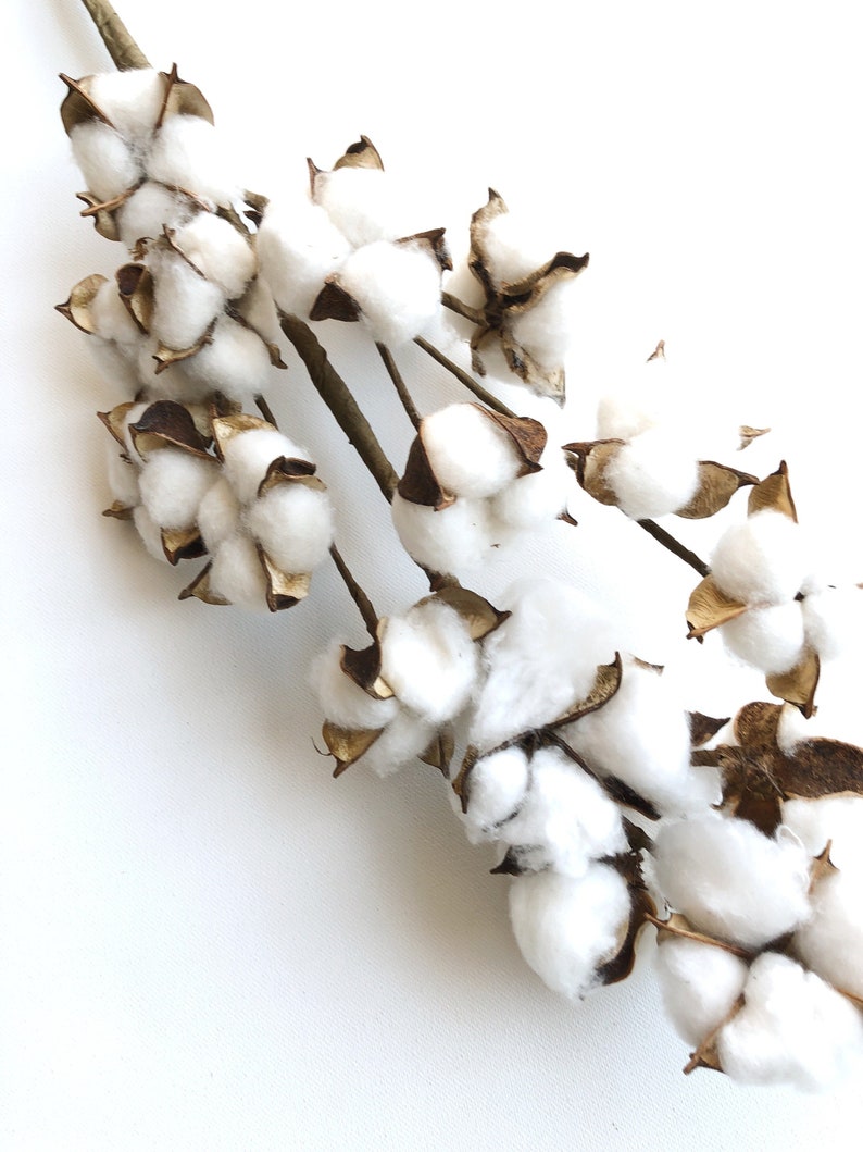 13 18 31 Cotton Stem, Cotton Balls, Branches, Bunch, Wedding, Rustic, Country, DIY, Flowers, Floral, Anniversary, Farmhouse, stems, white image 3